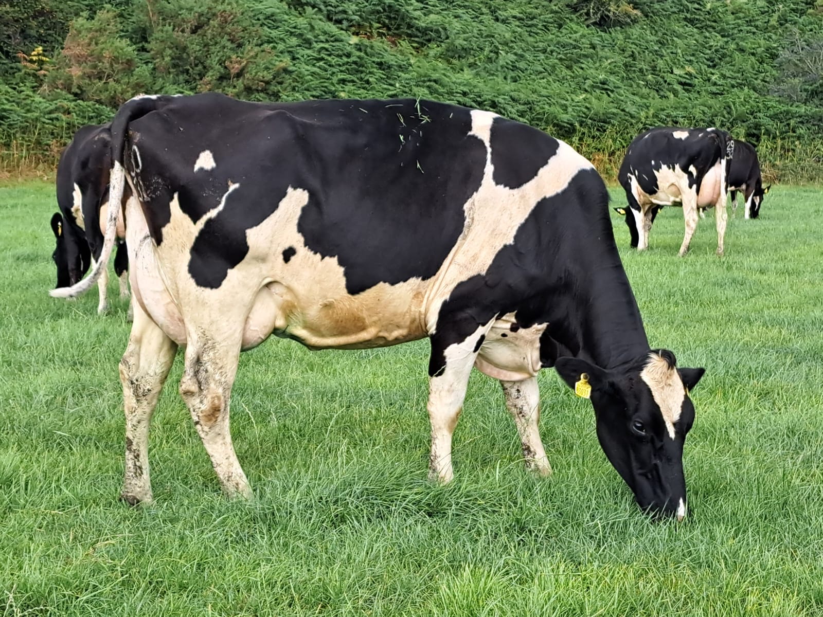 Castlerobert Dairy Clearance